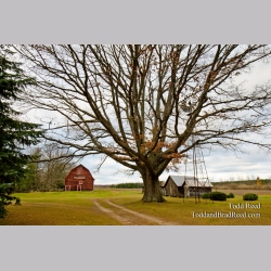 The Old Oak Tree