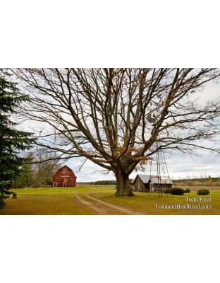 The Old Oak Tree