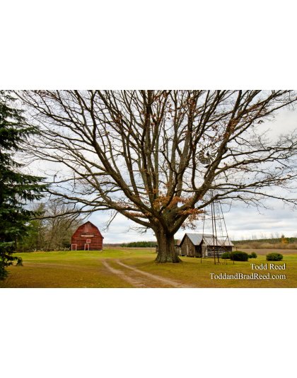 The Old Oak Tree