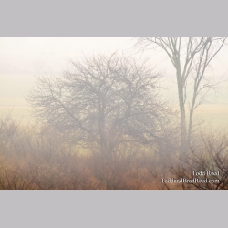 Fog Forms