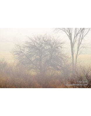Fog Forms