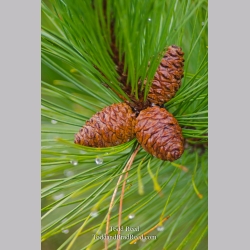Pine Art