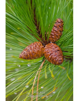 Pine Art