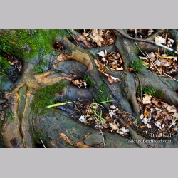 Roots