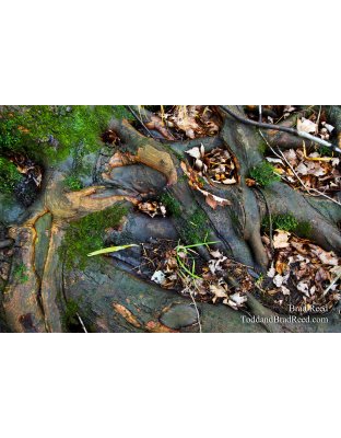 Roots