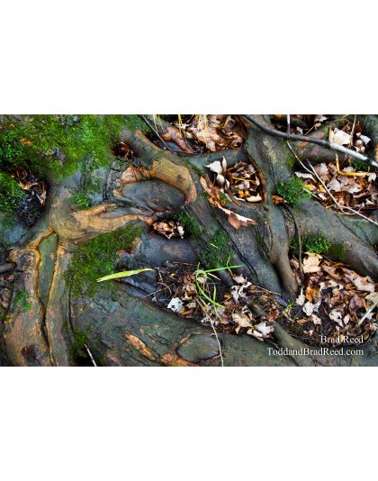 Roots