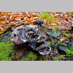 Monkey Fungus