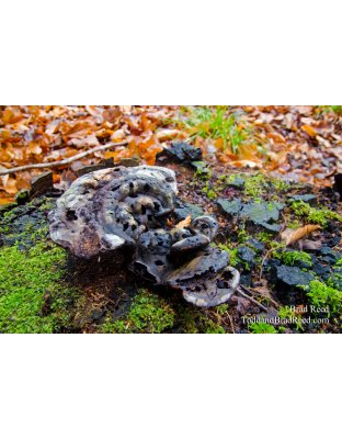 Monkey Fungus