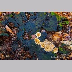 Bouquet of Decay