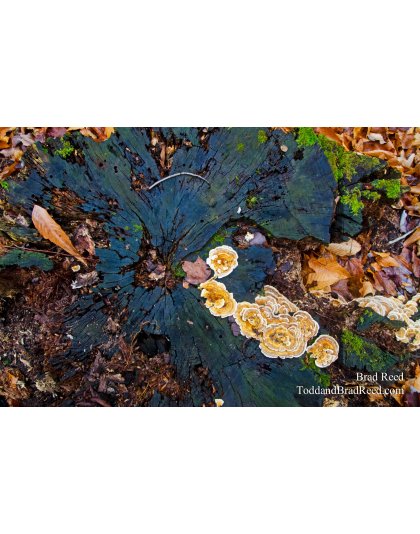 Bouquet of Decay