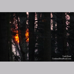 Flaming Forest