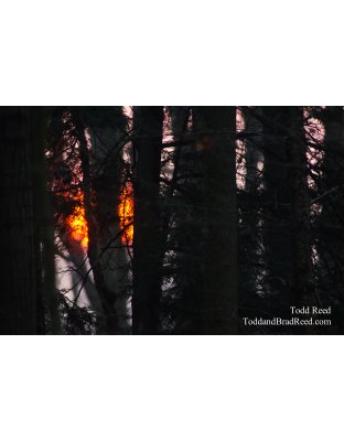 Flaming Forest