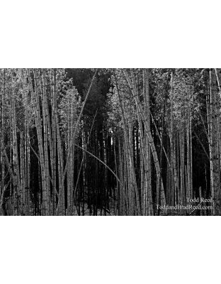 Tree Angles