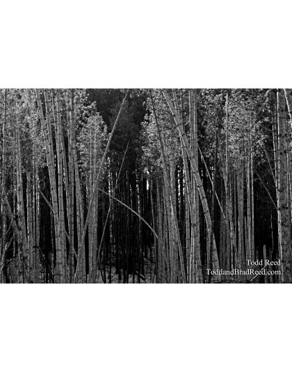 Tree Angles