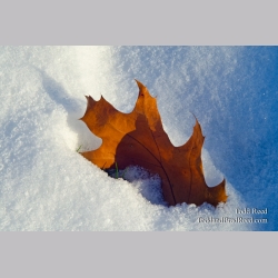 Transition to Winter
