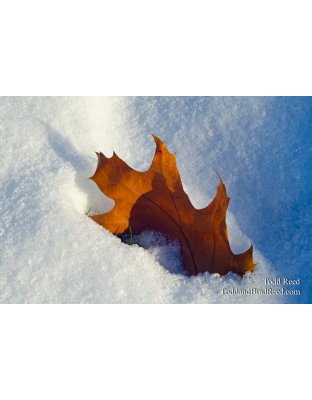 Transition to Winter