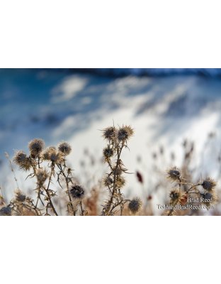 Winter Warriors