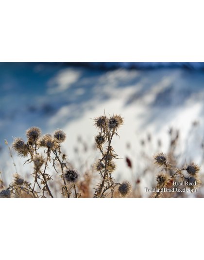 Winter Warriors