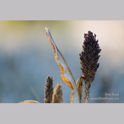 Sorghum