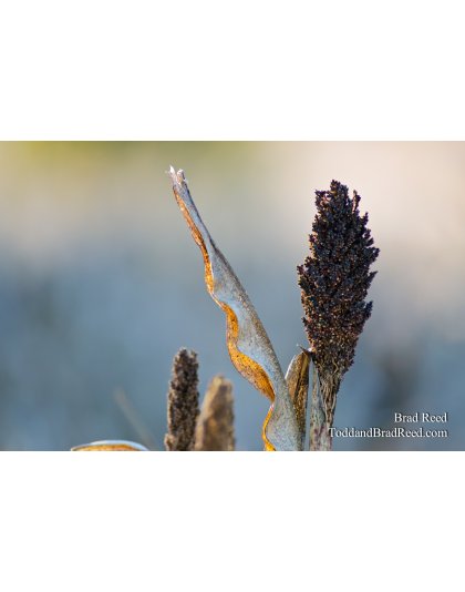 Sorghum