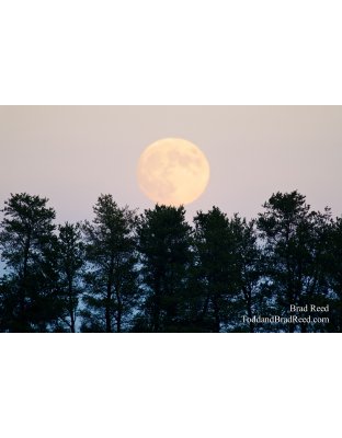 Moon Over Mesick