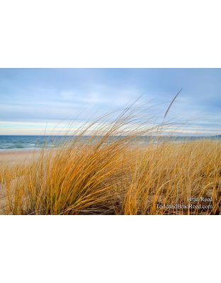Turquoise Morning