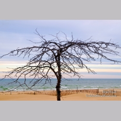 Charles Mears State Park