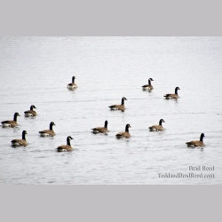 Synchronized Swimming