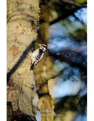 Tree Climber