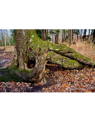 Tree of the Rings