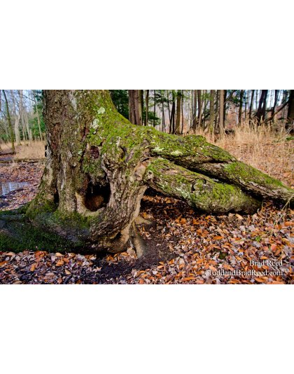 Tree of the Rings
