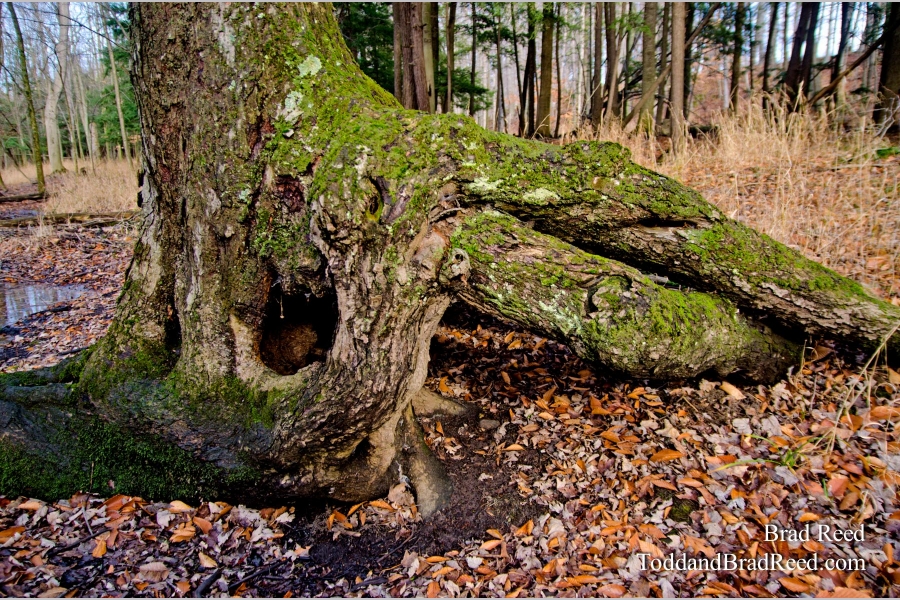 Tree of the Rings