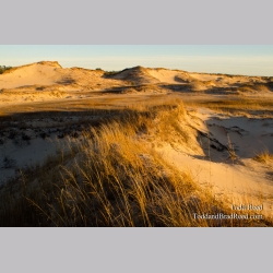 Dune Country