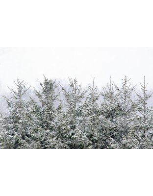 Christmas Is Coming