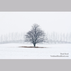Tree Line