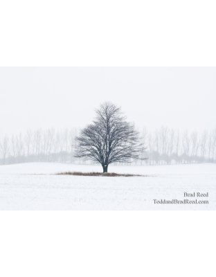 Tree Line