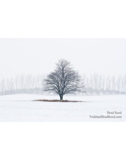 Tree Line