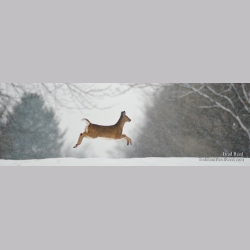 Prancer - Panoramic