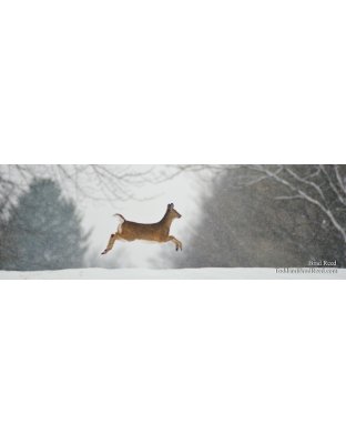 Prancer - Panoramic