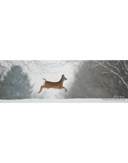 Prancer - Panoramic