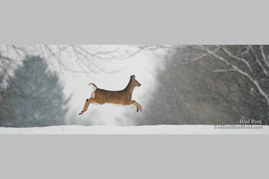 Prancer - Panoramic