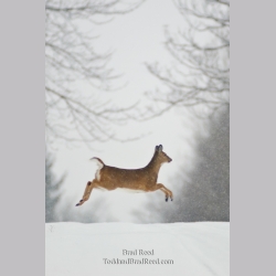 Prancer - vertical crop