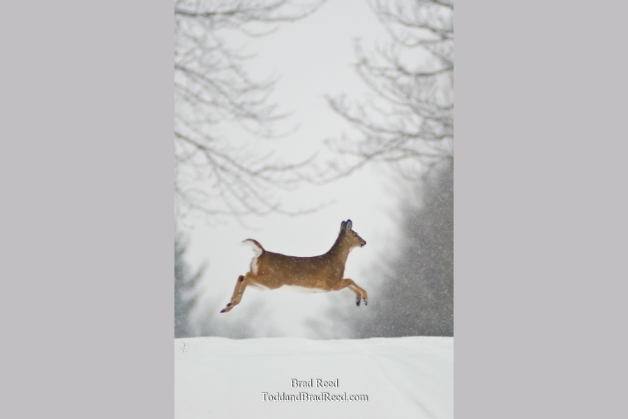 Prancer - vertical crop