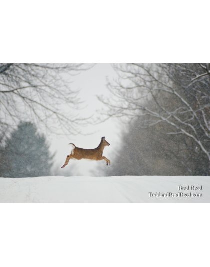 Prancer