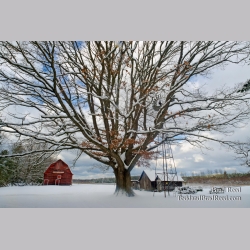 Snowy Oak