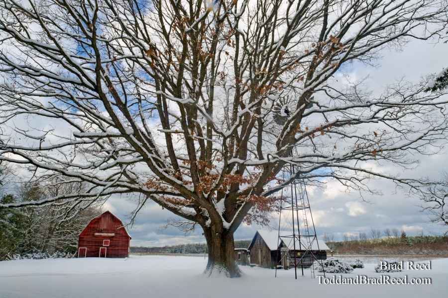 Snowy Oak