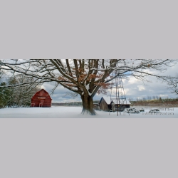 Snowy Oak - Panoramic