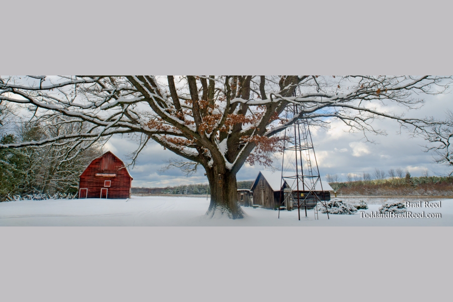 Snowy Oak - Panoramic