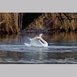 Splish Splash