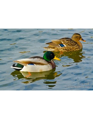 Western Mallards